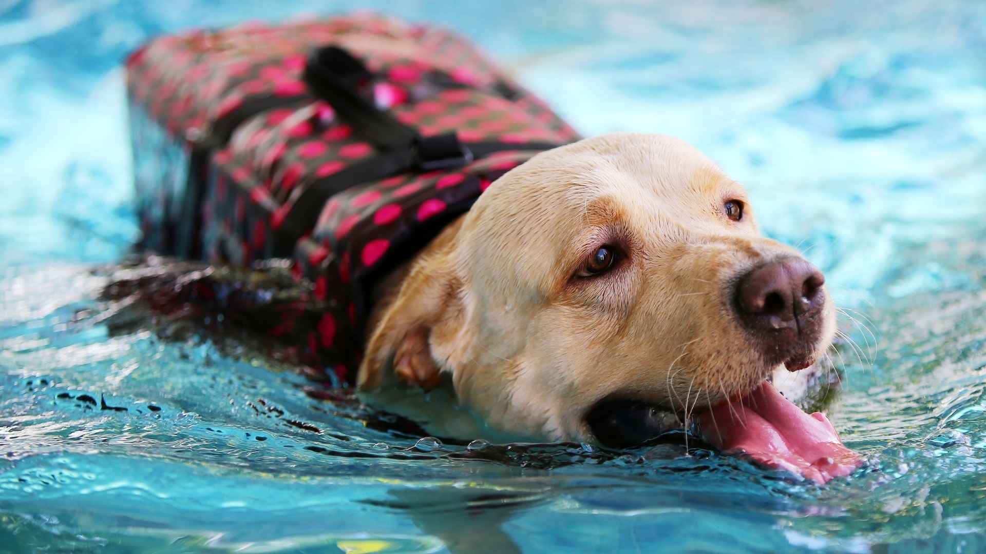 foto de perro nadando